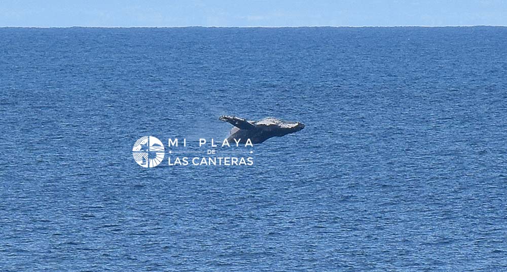 Una ballena jorobada o yubarta se pasea muy cerca de Las Canteras