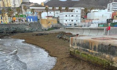 Investigadores de la ULPGC detectan en Canarias una especie de alga invasora de origen japonés