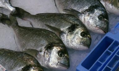 Estas son las especies de pescado más seguras por sus bajos niveles de mercurio