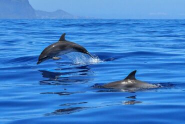Los delfines no sufren daños cerebrales al nadar por una ‘maravillosa red’ que protege su cerebro