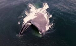 Las ballenas ingieren millones de microplásticos al día