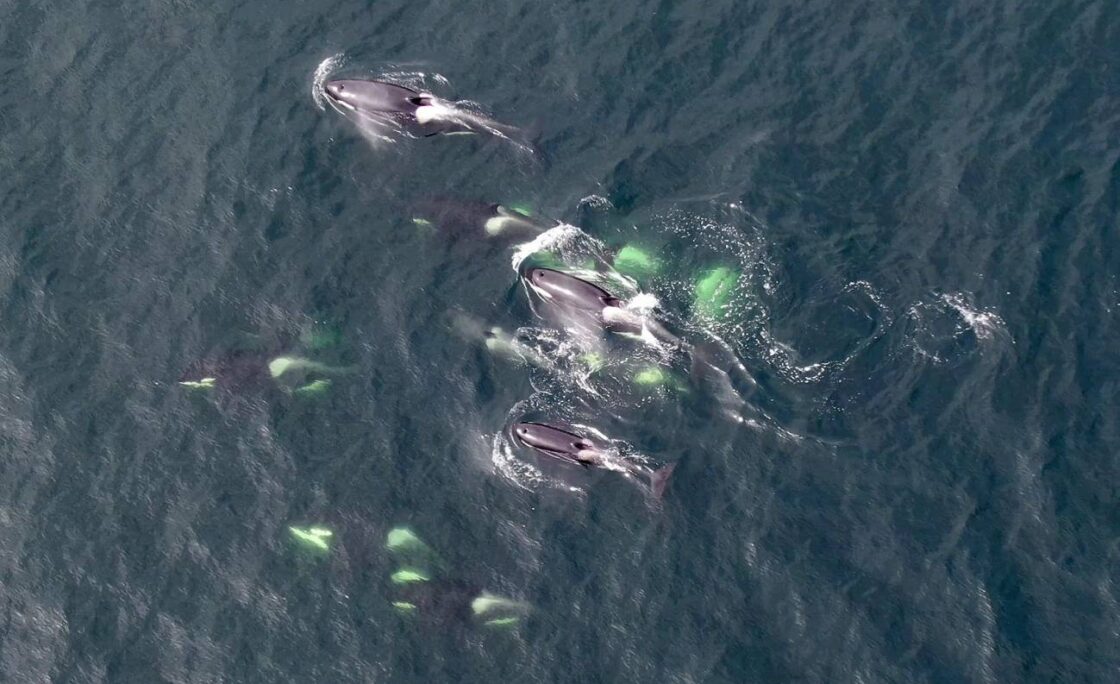 Encuentran restos tóxicos de papel higiénico y ‘químicos eternos’ en las orcas
