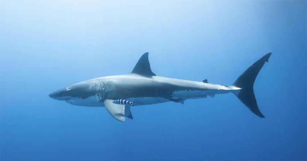 ¿Está justificada la mala fama del gran tiburón blanco?